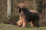 BRIARD 054